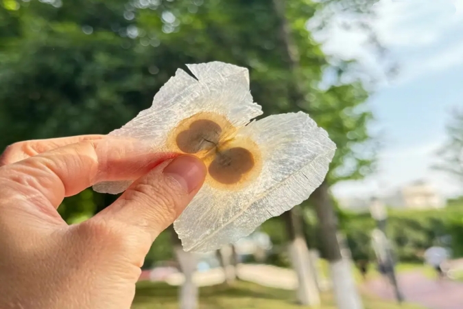 Premium Oroxylin A (CAS 480-11-5) – High Purity, Stable Supply, Global Shipping